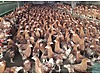 Pets & Livestock / Poultry & Fowl / Chickens