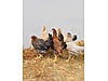 Pets & Livestock / Poultry & Fowl / Chickens