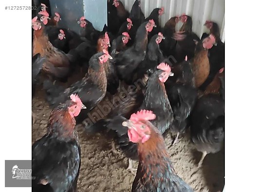 Pets & Livestock / Poultry & Fowl / Chickens