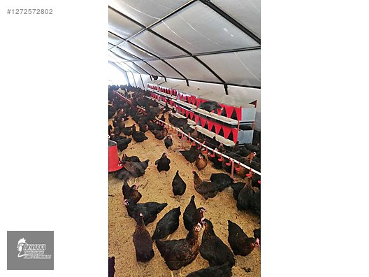 Pets & Livestock / Poultry & Fowl / Chickens