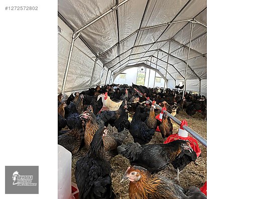 Pets & Livestock / Poultry & Fowl / Chickens