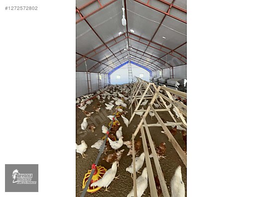 Pets & Livestock / Poultry & Fowl / Chickens