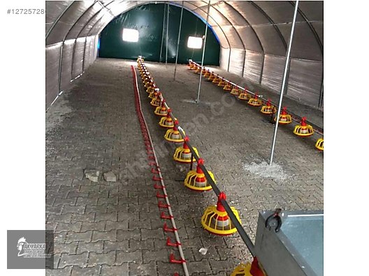 Pets & Livestock / Poultry & Fowl / Chickens