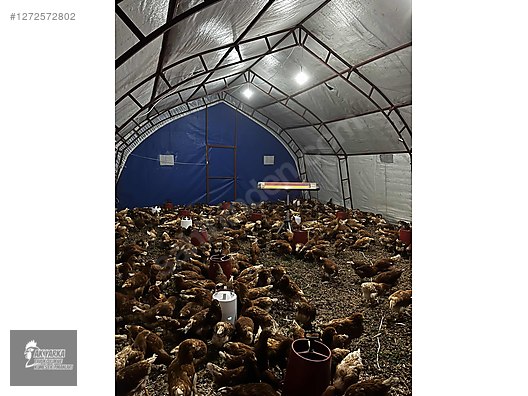 Pets & Livestock / Poultry & Fowl / Chickens