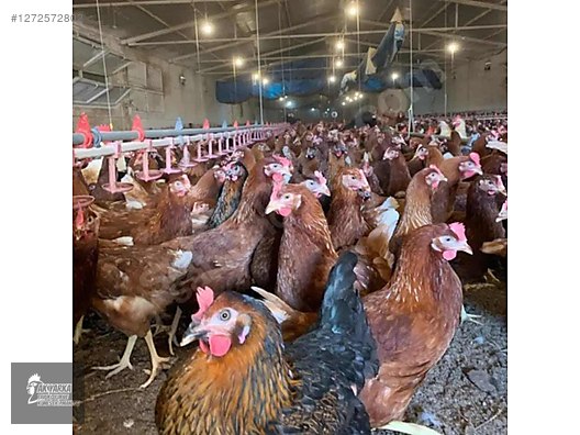 Pets & Livestock / Poultry & Fowl / Chickens