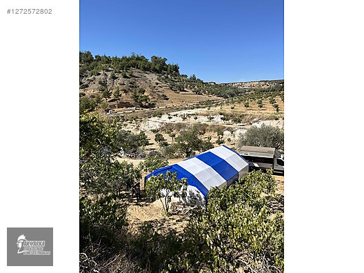 Pets & Livestock / Poultry & Fowl / Chickens