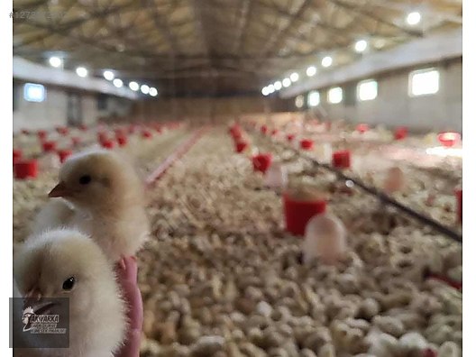 Pets & Livestock / Poultry & Fowl / Chickens