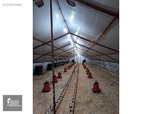 Pets & Livestock / Poultry & Fowl / Chickens