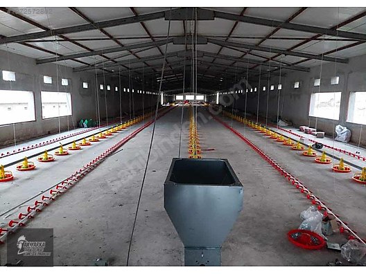 Pets & Livestock / Poultry & Fowl / Chickens