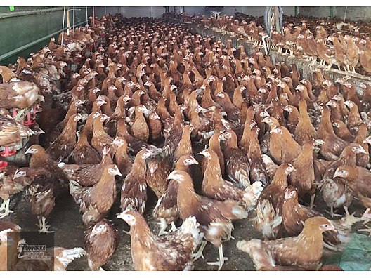 Pets & Livestock / Poultry & Fowl / Chickens