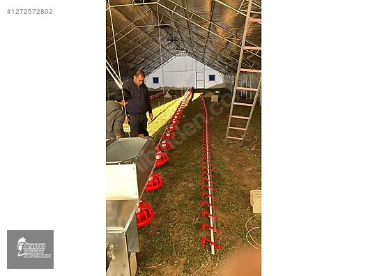 Pets & Livestock / Poultry & Fowl / Chickens