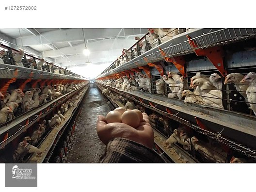 Pets & Livestock / Poultry & Fowl / Chickens