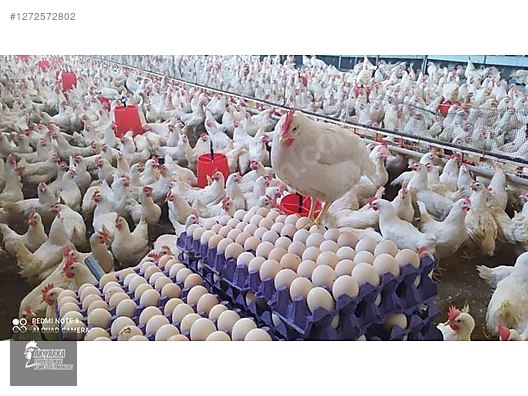 Pets & Livestock / Poultry & Fowl / Chickens