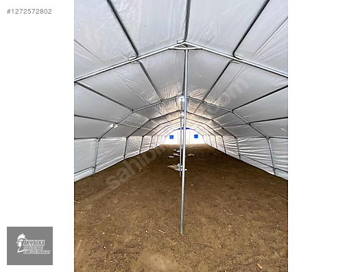 Pets & Livestock / Poultry & Fowl / Chickens