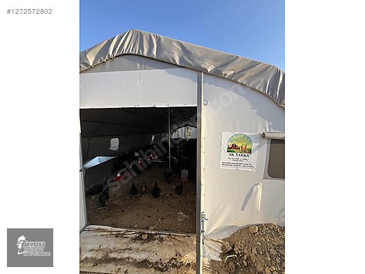 Pets & Livestock / Poultry & Fowl / Chickens