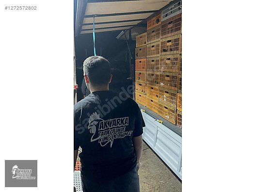 Pets & Livestock / Poultry & Fowl / Chickens