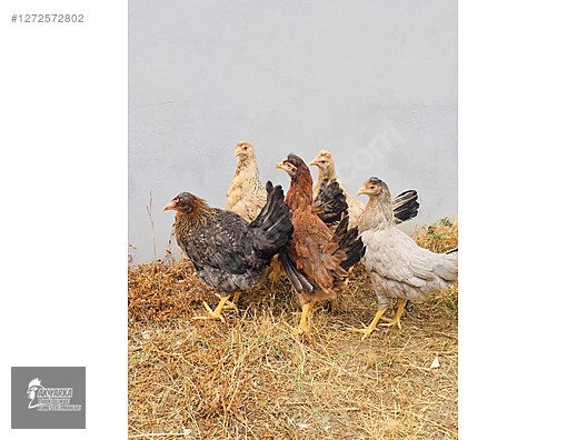Pets & Livestock / Poultry & Fowl / Chickens