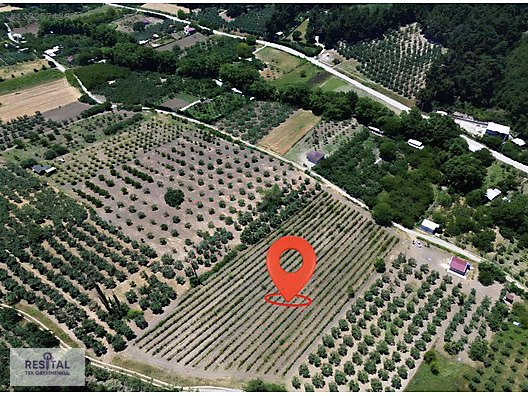 MUDANYA DEREKÖY ASFALTA 1 PARSEL 8760 m2 BAĞ VE ARAZİ FIRSATI