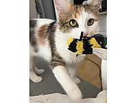 Güzel kıza yuva #1283574879