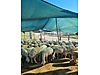 Pets & Livestock / Small Livestock / Sheep