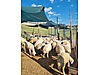 Pets & Livestock / Small Livestock / Sheep