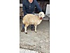 Pets & Livestock / Small Livestock / Sheep