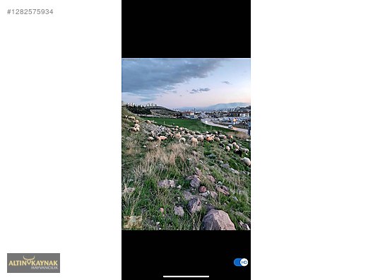 Pets & Livestock / Small Livestock / Sheep