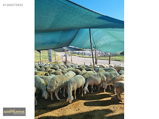 Pets & Livestock / Small Livestock / Sheep