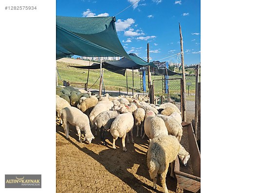 Pets & Livestock / Small Livestock / Sheep