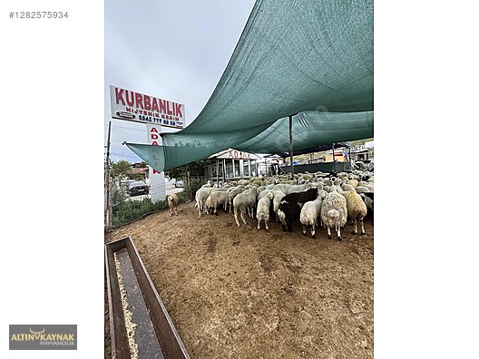 Pets & Livestock / Small Livestock / Sheep