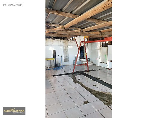 Pets & Livestock / Small Livestock / Sheep