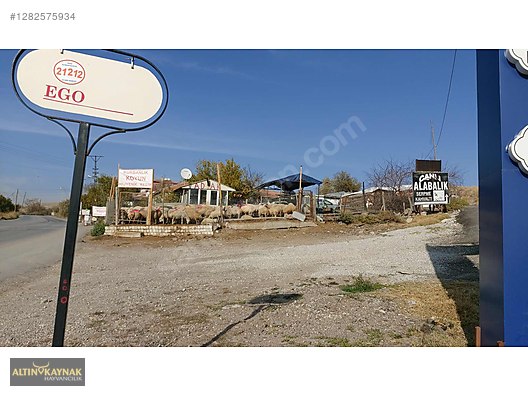 Pets & Livestock / Small Livestock / Sheep