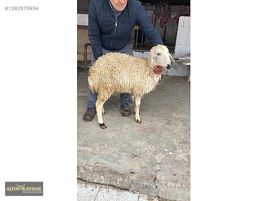 Pets & Livestock / Small Livestock / Sheep