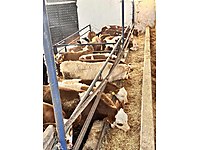 22 ADET SİMENTEL DANALAR 3/4/5 aylıktır nakliye var #1283576134