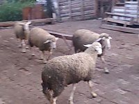 satilik kuzu cinsleri ve fiyatlari sahibinden com da