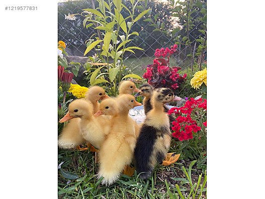 Hayvanlar Alemi / Kümes Hayvanları / Kuluçkalık Yumurta