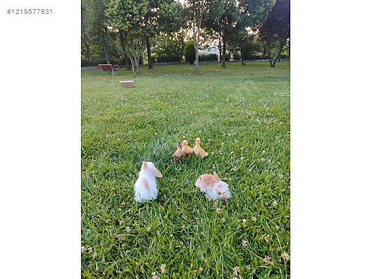 Hayvanlar Alemi / Kümes Hayvanları / Kuluçkalık Yumurta