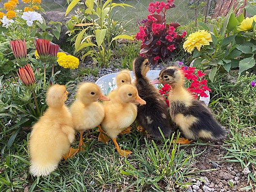 Hayvanlar Alemi / Kümes Hayvanları / Kuluçkalık Yumurta