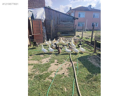 Hayvanlar Alemi / Kümes Hayvanları / Kuluçkalık Yumurta