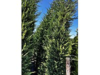 Leylandi çit bitkisi 400 cm