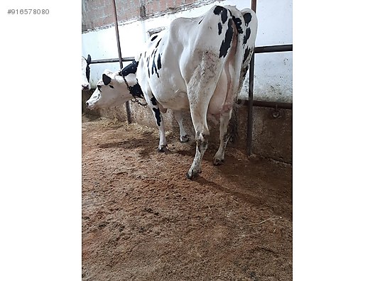 satilik inekk 62 litre sute muayyer turkiye nin ucretsiz ilan sitesi sahibinden com da 916578080