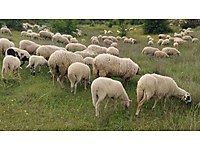 YUSUF ADAK KALİTE VE GÜVENİN TEK ADRESİ YARIM ASIRLIK TECRÜBE #1282578192