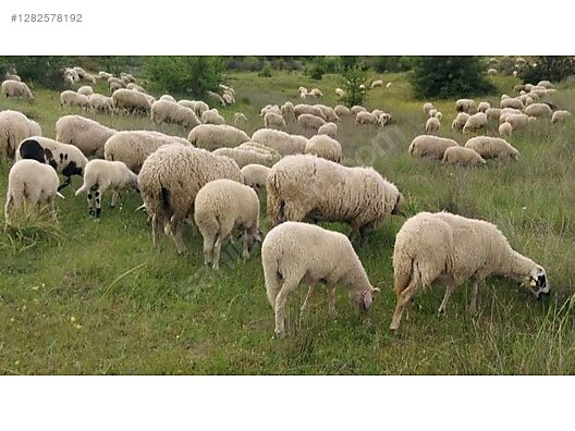 Hayvanlar Alemi / Küçükbaş Hayvanlar / Koyun