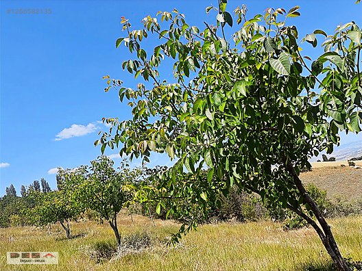 teslim köyü şelale altında satılık 8100m2 cevizlik #1256582135