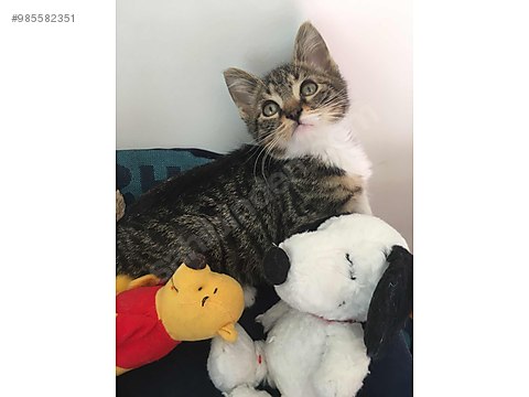 kedi tekir minnak sevimli oglus sahibinden comda 985582351 kedi tekir minnak sevimli oglus sahibinden comda 985582351