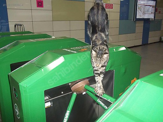 Used & Brand New Items / Cameras & Photographic Equipment / Video Cameras & Camcorders / Digital Camcorders / SD, MS Memory Card