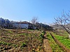 MUDANYA YALIÇİFTLİK 'TE SATILIK BAKIMLI ZEYTİNLİK