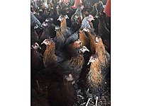 KILAVUZA YAKIN SAFKAN ATAKS LOHMAN SASO YARKALARIMIZ SATIŞTA.... #1283586394