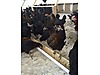 Pets & Livestock / Poultry & Fowl / Chickens