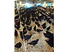Pets & Livestock / Poultry & Fowl / Chickens